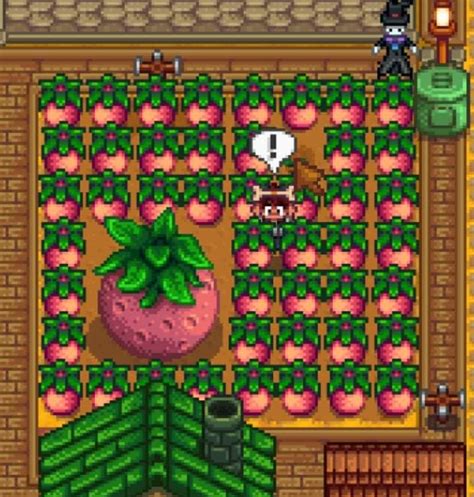 melons. tube|My first giant melon! : r/StardewValley